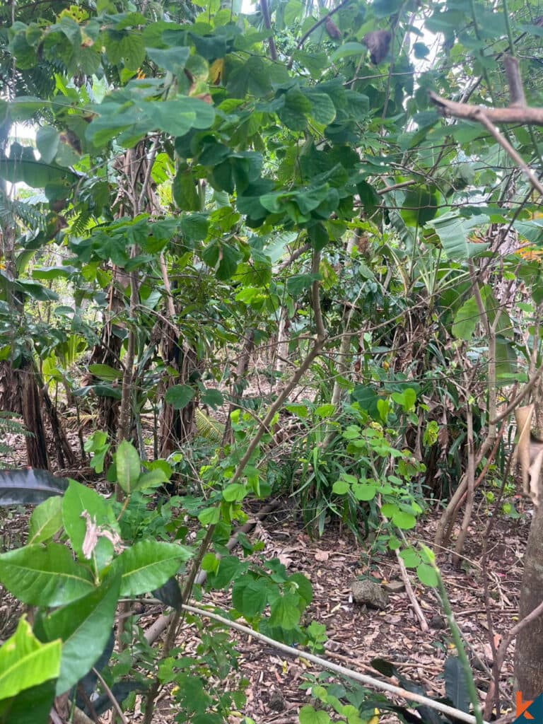 1000 m² Land Plot for Sale in Bukit, Bali — photo 2