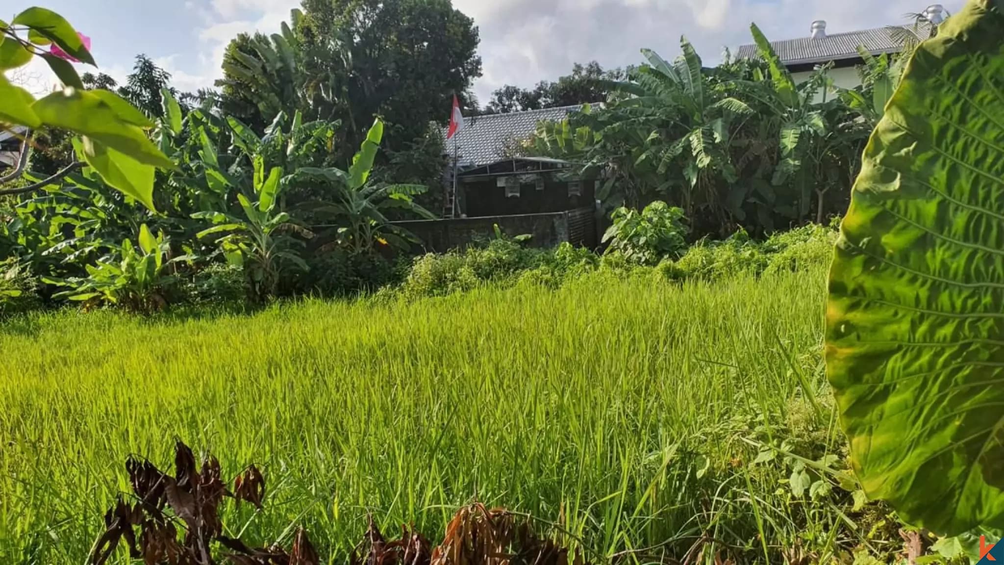 1000 m² Land Plot for Sale in Kerobokan, Bali