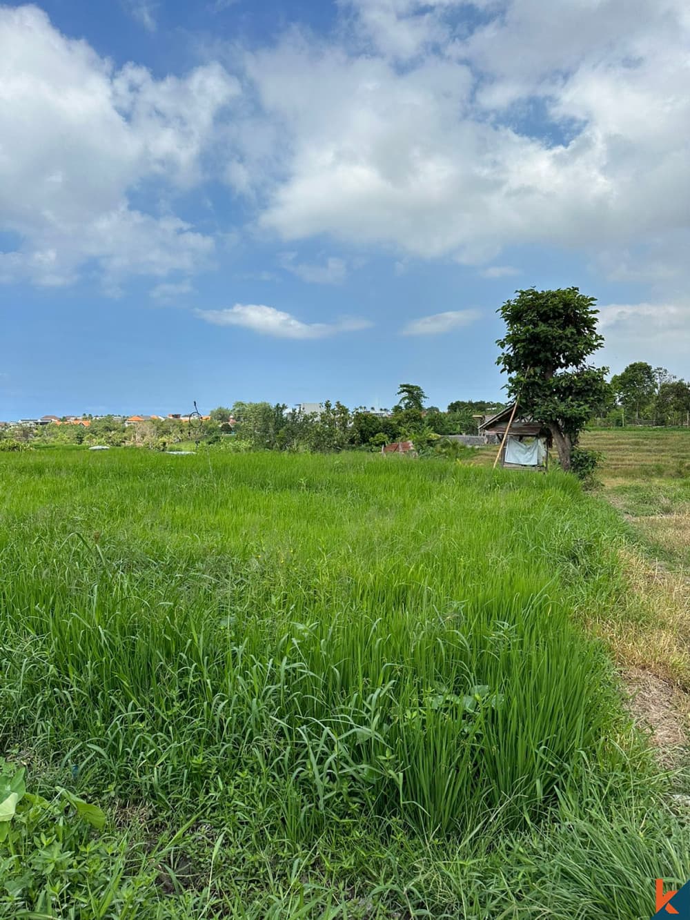 1375 m² Land Plot for Sale in Canggu, Bali