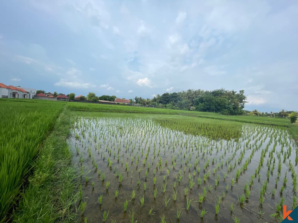 2500 m² Land Plot for Sale in Kedungu, Bali