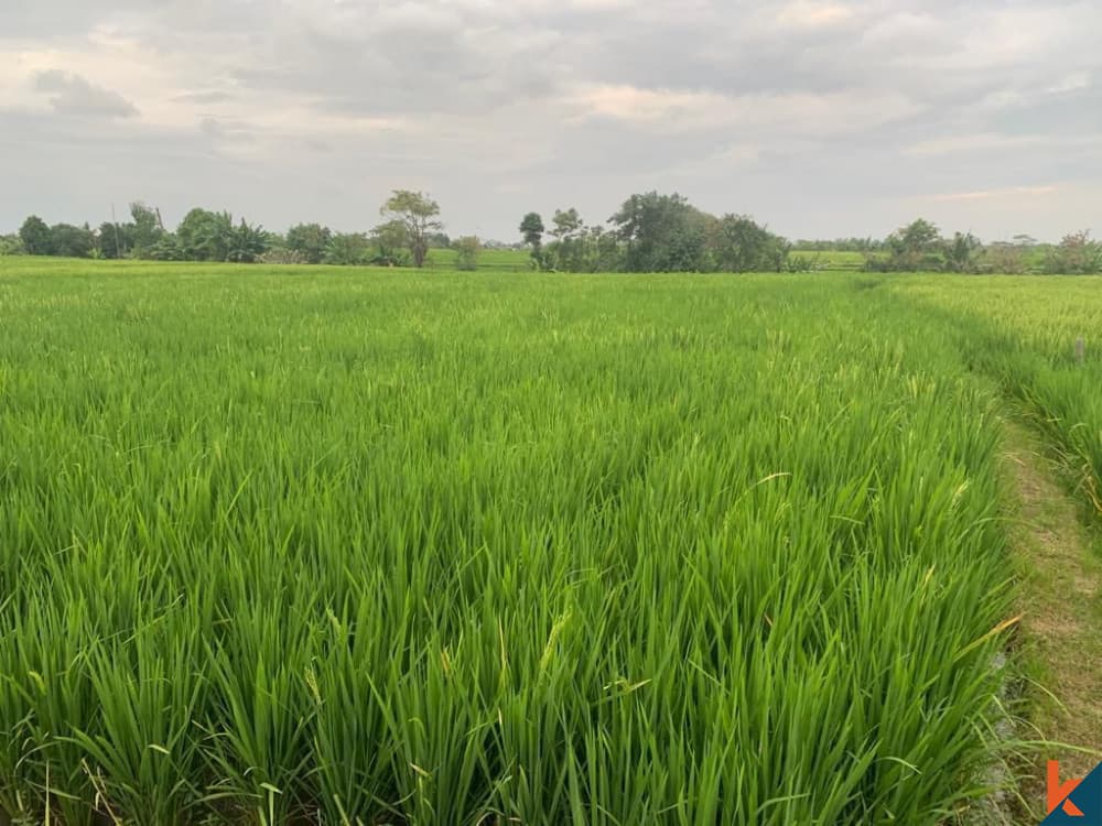 800 m² Land Plot for Sale in Seseh, Bali