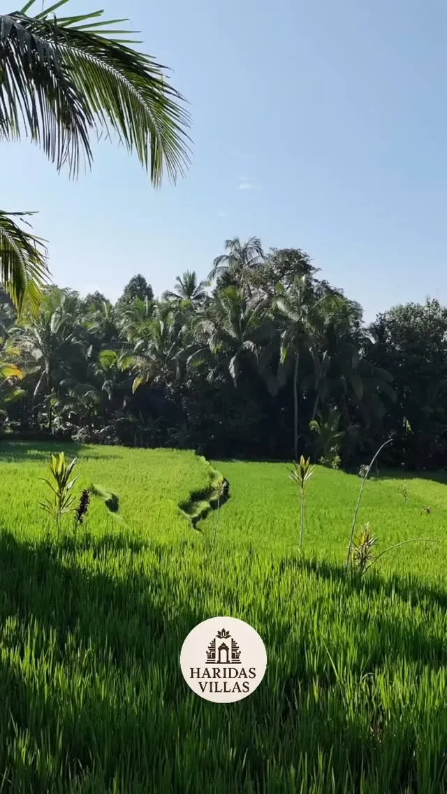 Haridas Villas in Tegalalang, Bali #tegalalang #bali